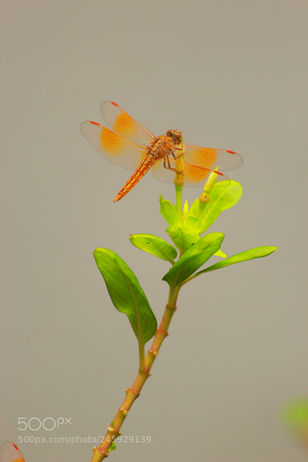 Canon EF-S 55-250mm F4-5.6 IS II sample photo. Img photography