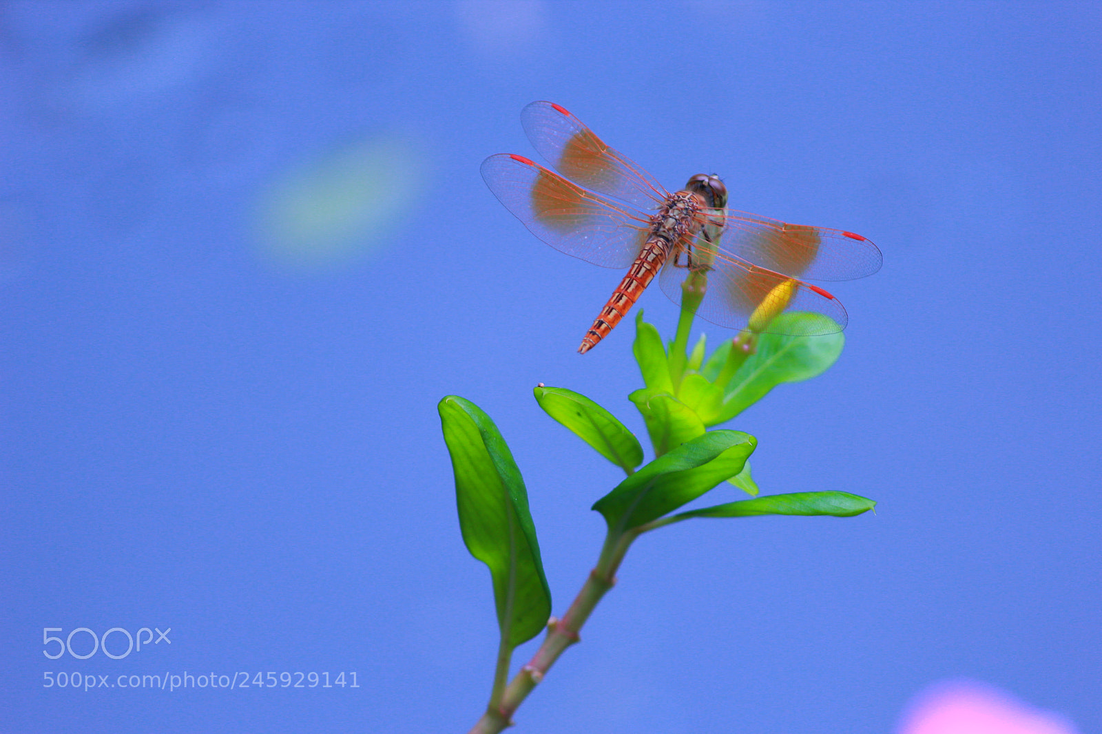 Canon EF-S 55-250mm F4-5.6 IS II sample photo. Img photography