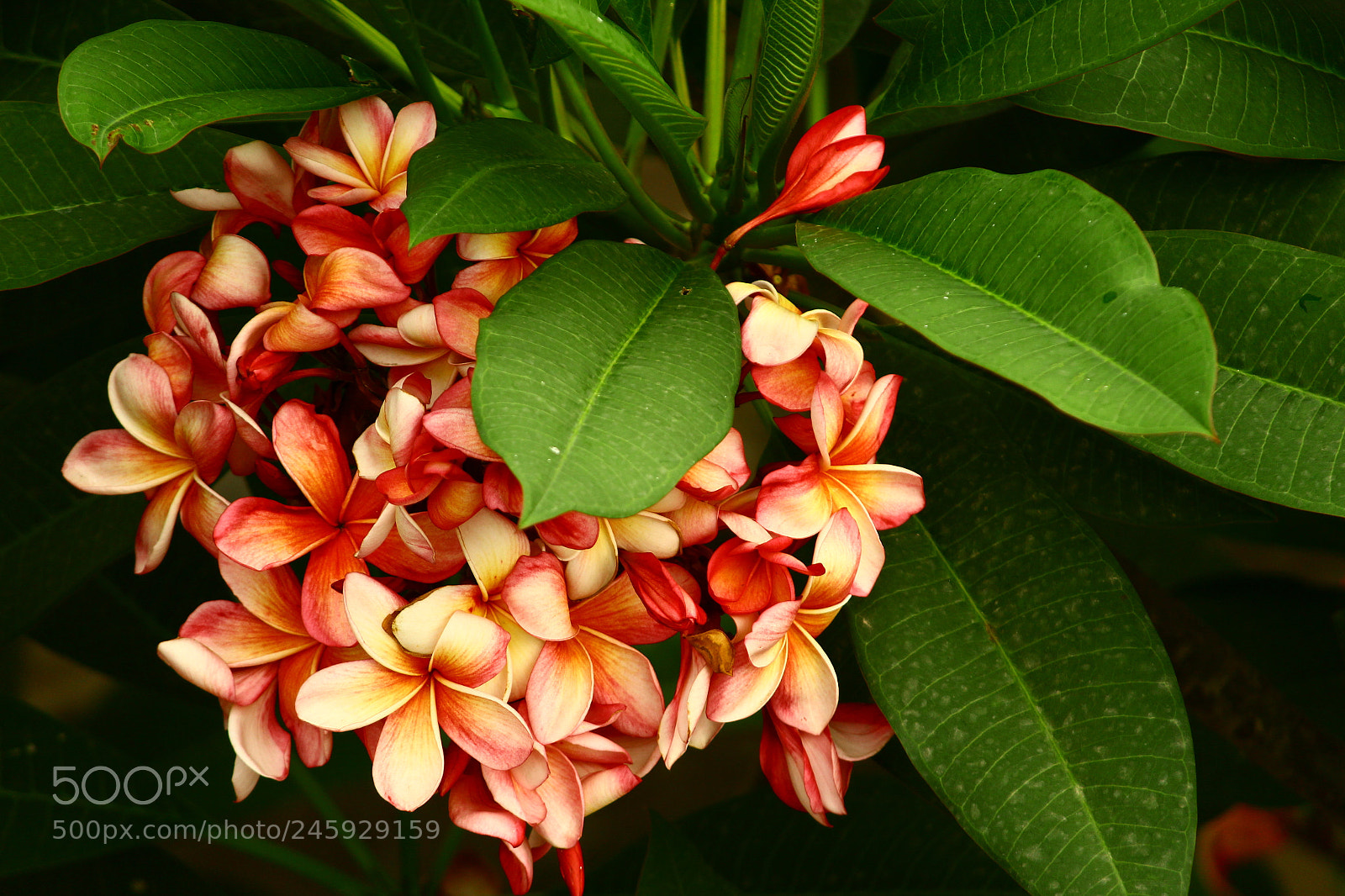 Canon EF-S 55-250mm F4-5.6 IS II sample photo. Img photography