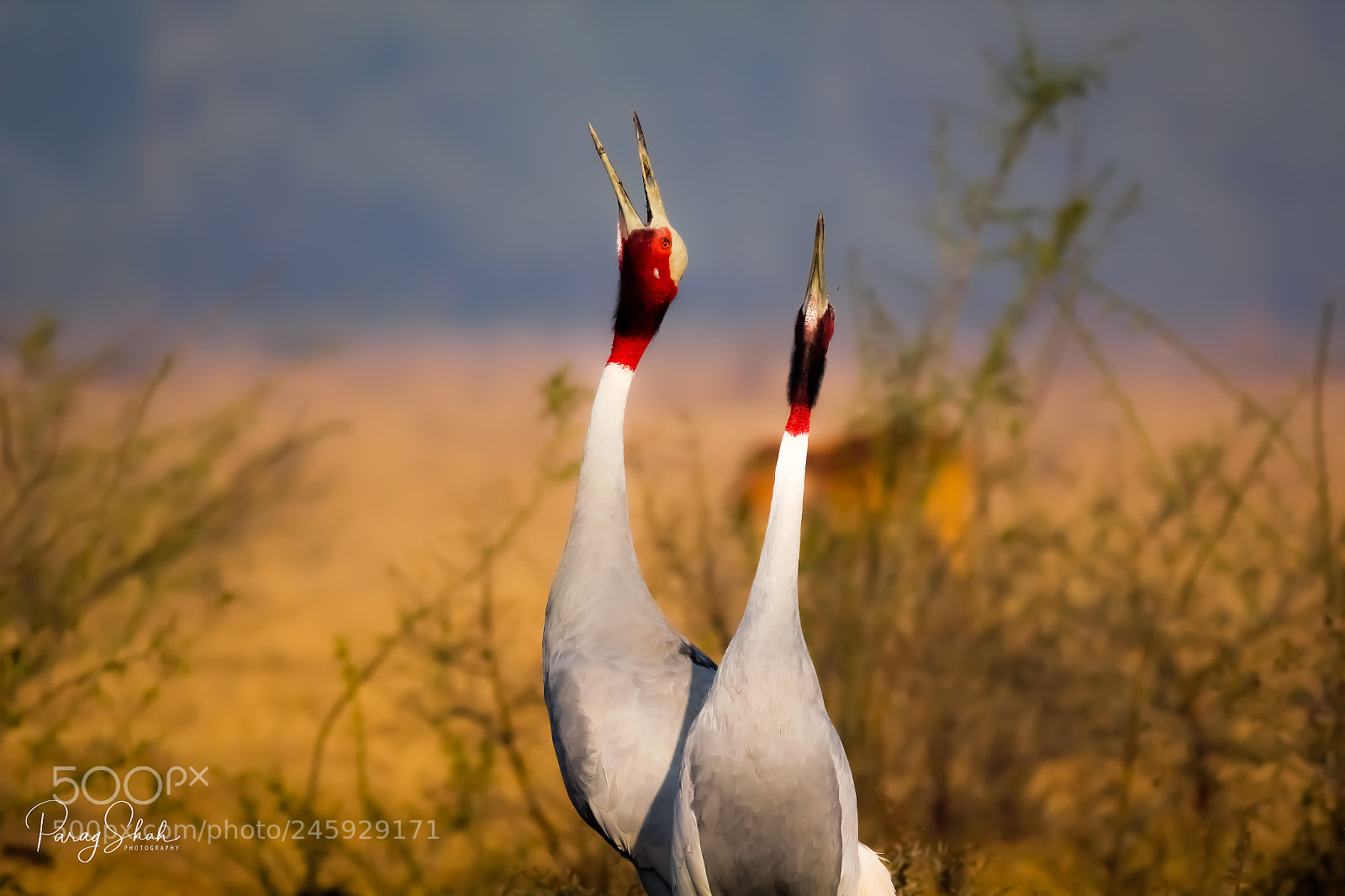 Canon EOS 550D (EOS Rebel T2i / EOS Kiss X4) sample photo. Sarus cranes trumpeting ii photography