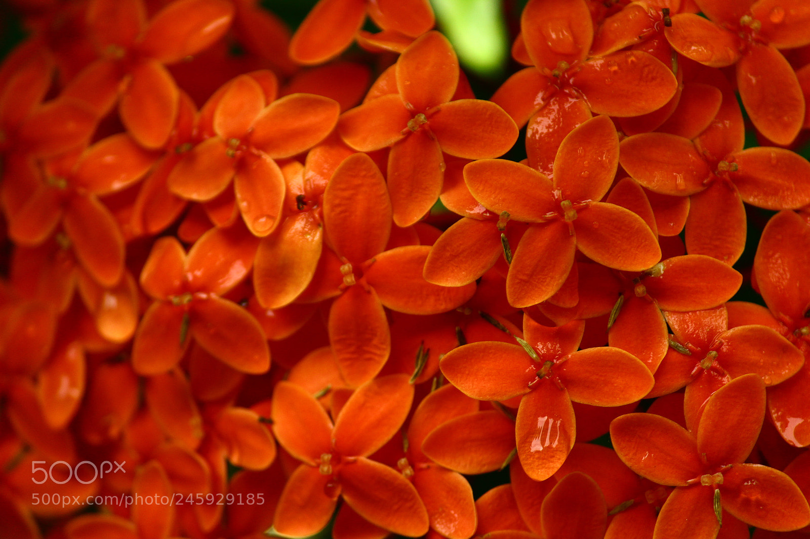 Canon EF-S 55-250mm F4-5.6 IS II sample photo. Img photography