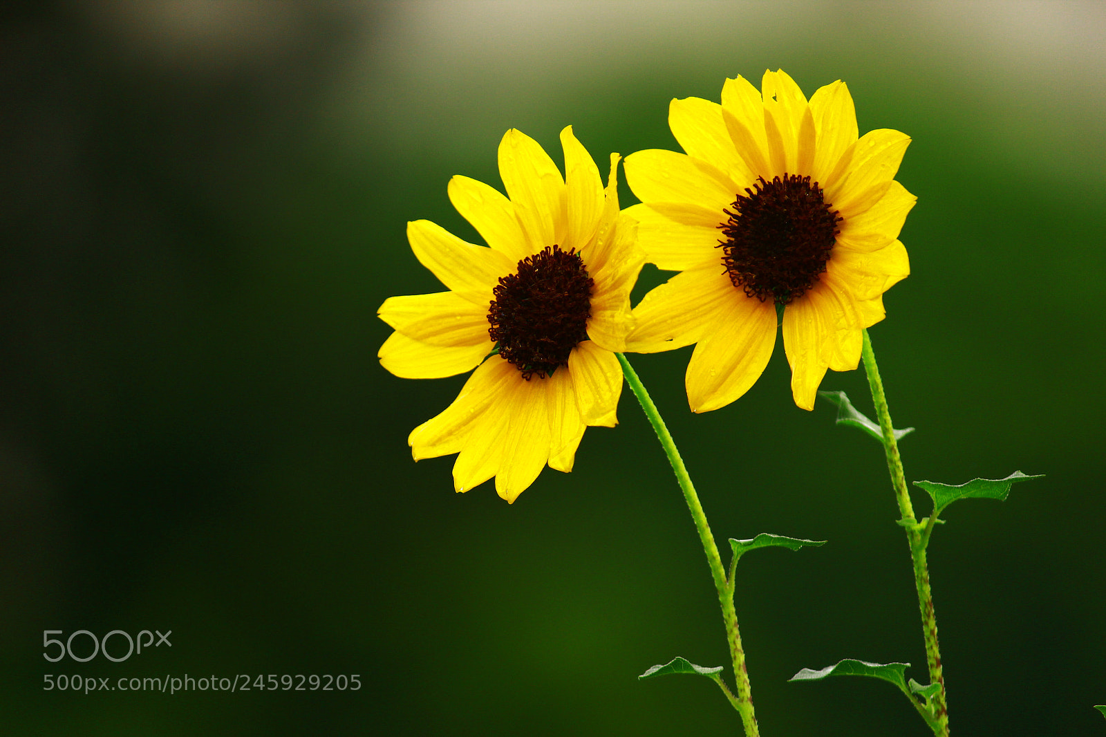 Canon EF-S 55-250mm F4-5.6 IS II sample photo. Img photography