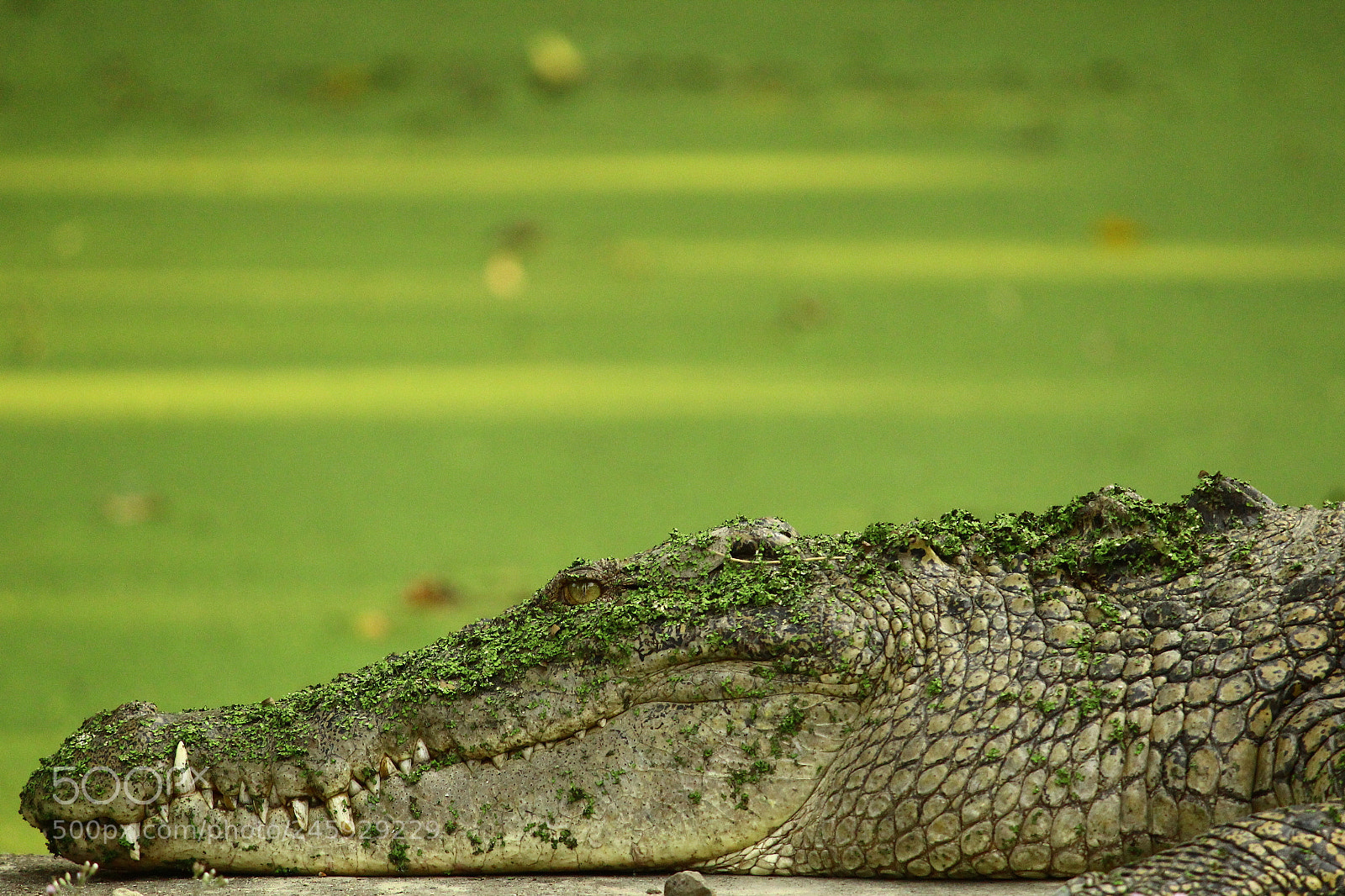 Canon EF-S 55-250mm F4-5.6 IS II sample photo. Img photography