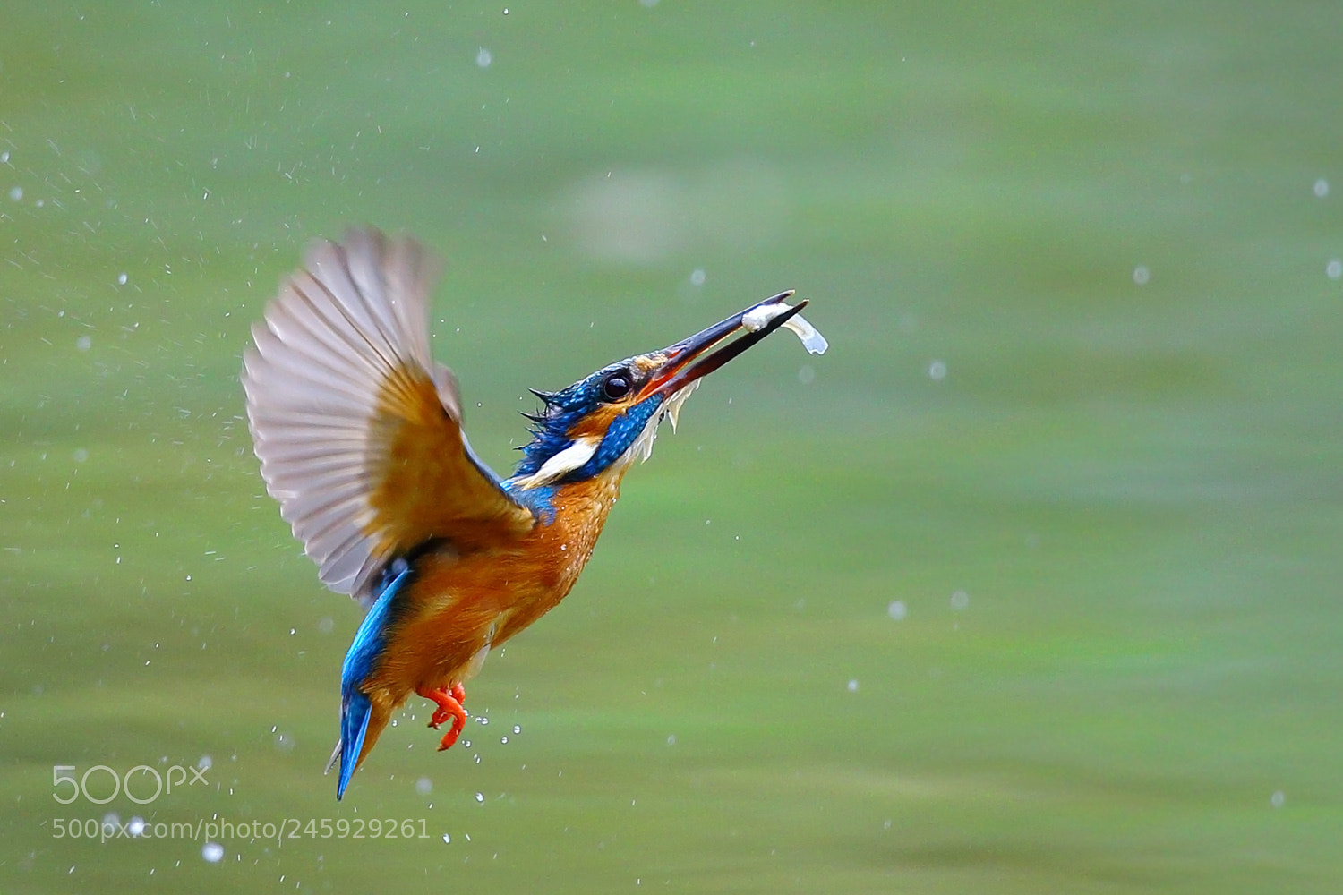 Canon EOS-1D X sample photo. Small fish is also photography