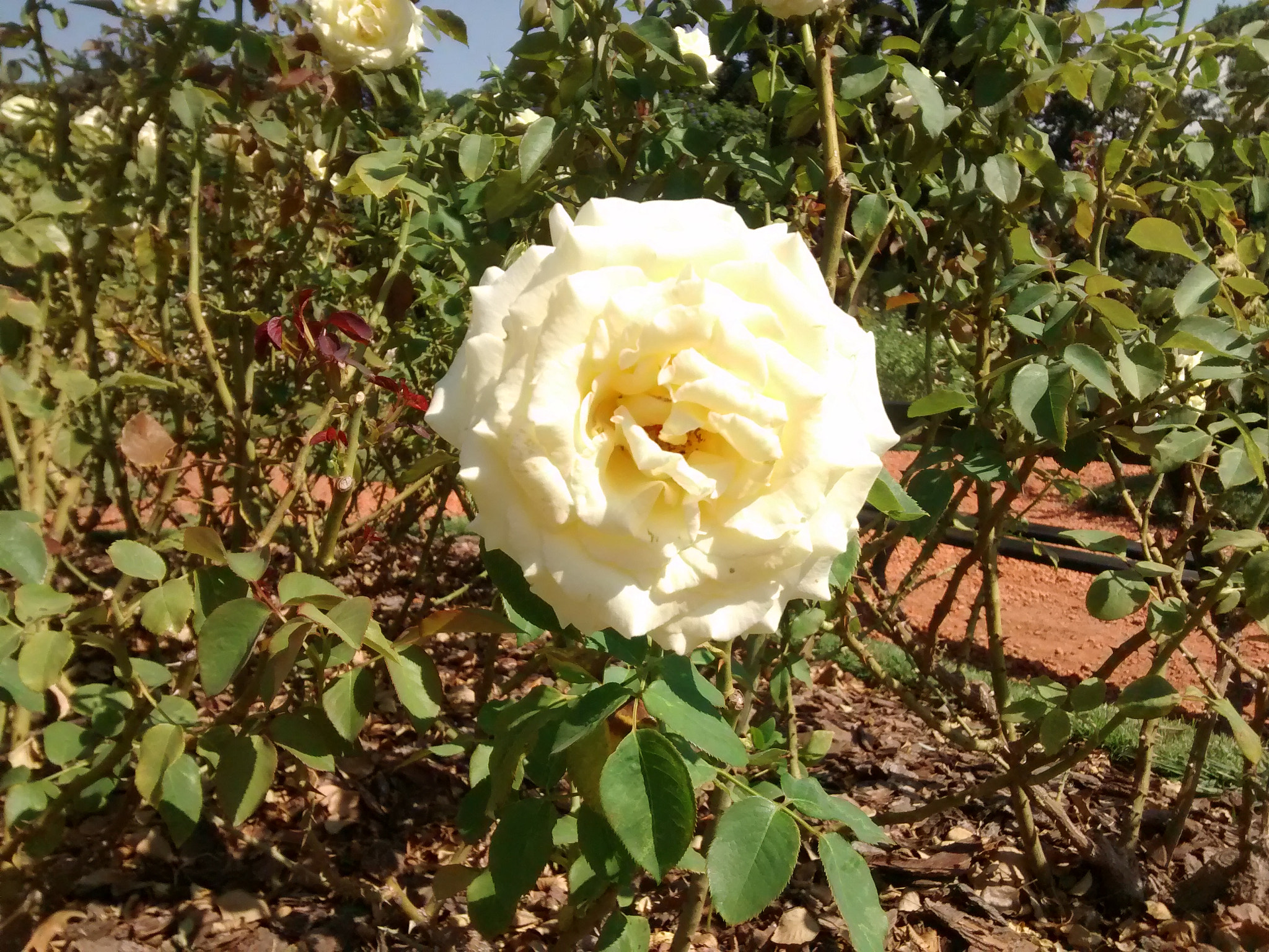 Motorola XT1032 sample photo. Img_20150222_152854.jpg photography