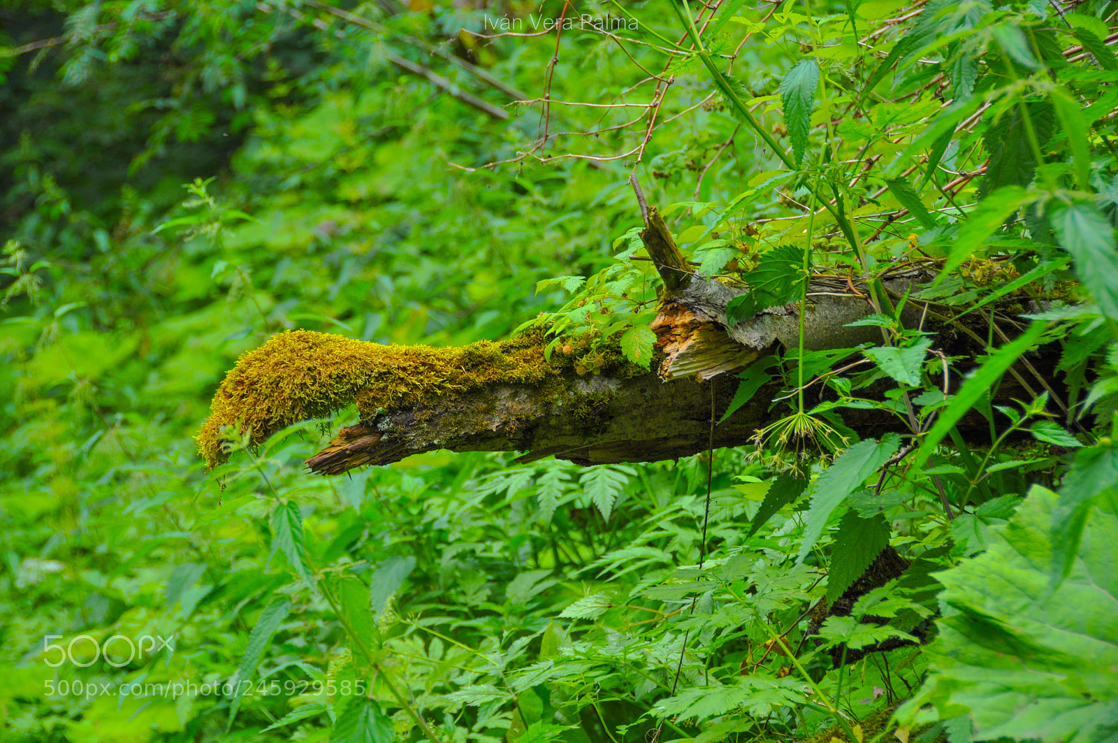 Nikon D90 sample photo. Die metamorphose photography