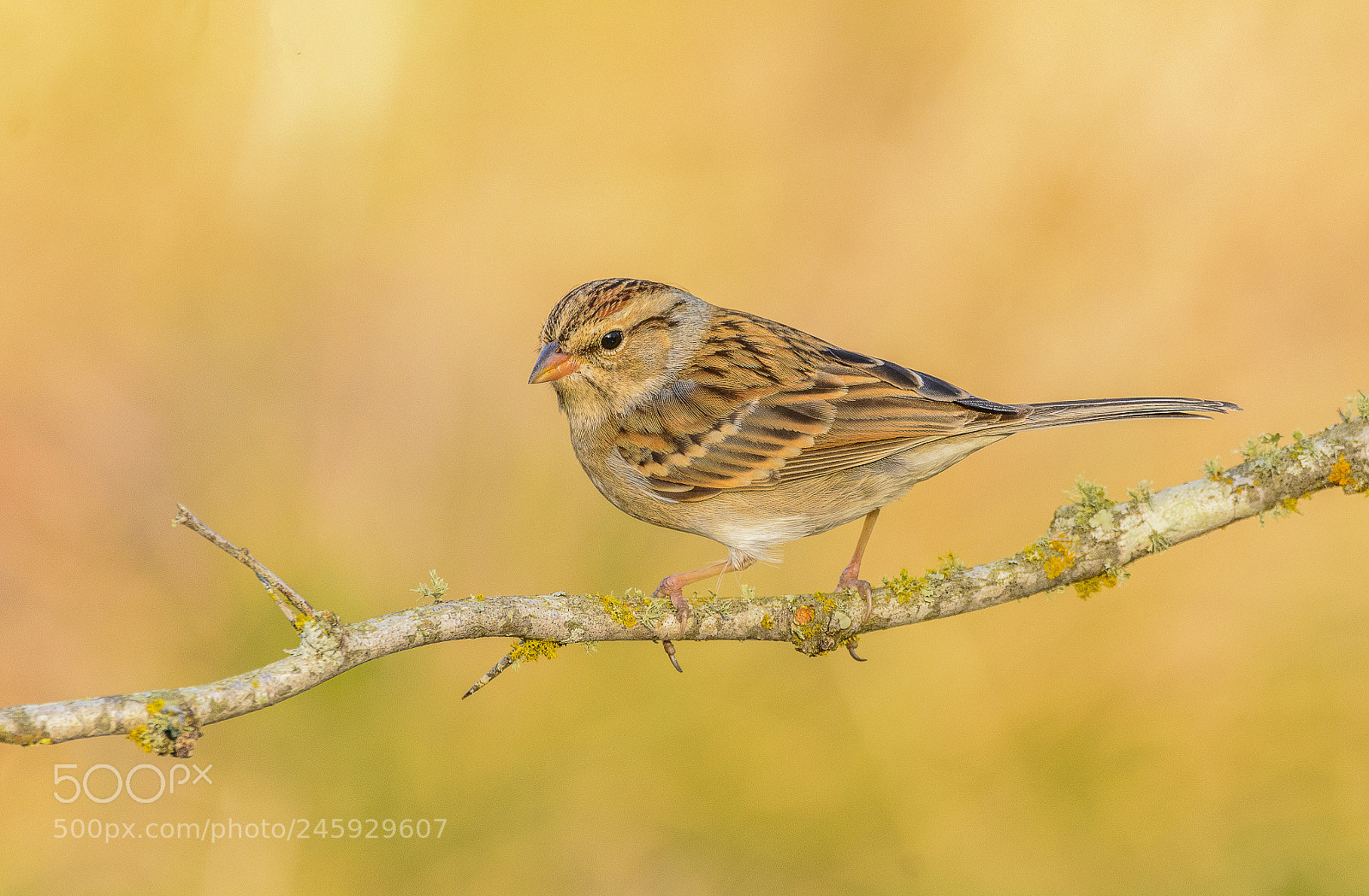 Nikon D7100 sample photo. Chipping sparrow photography