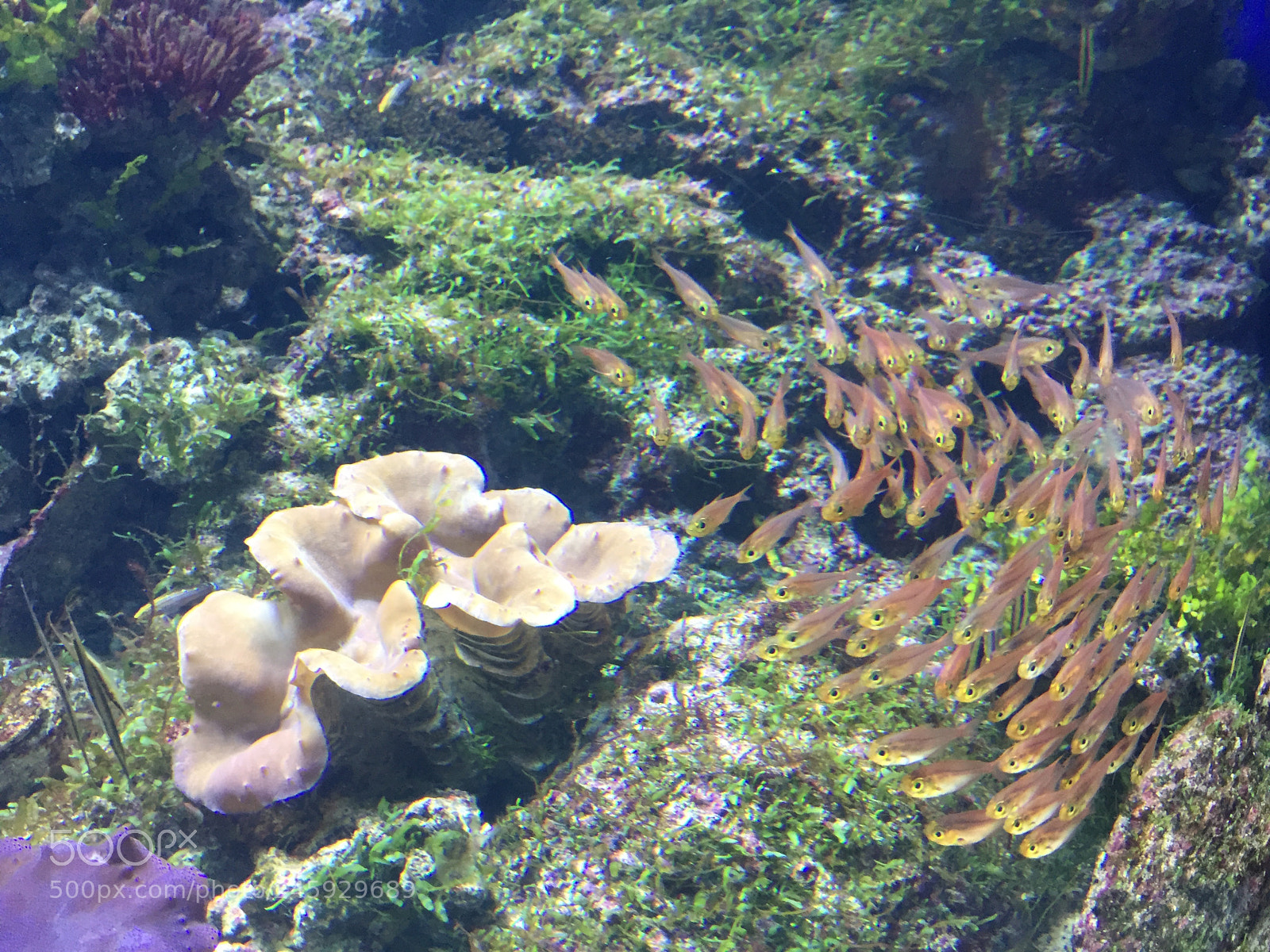 Apple iPhone 6 sample photo. Dfaac cbdf photography