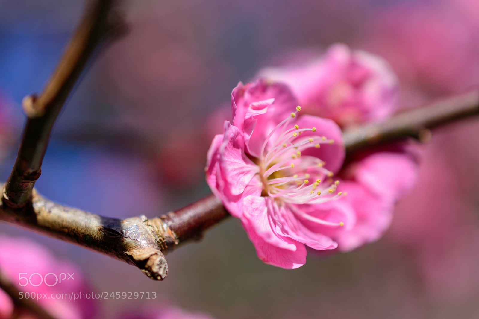 Nikon D5600 sample photo. Plum in blossom photography