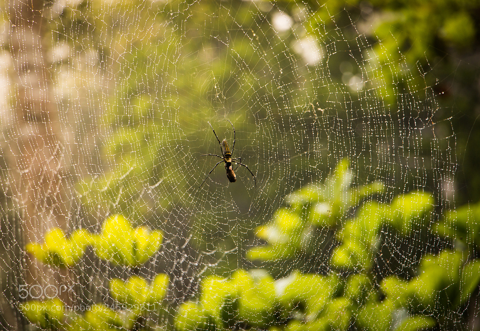Canon EOS 70D sample photo. Giant wood spider photography
