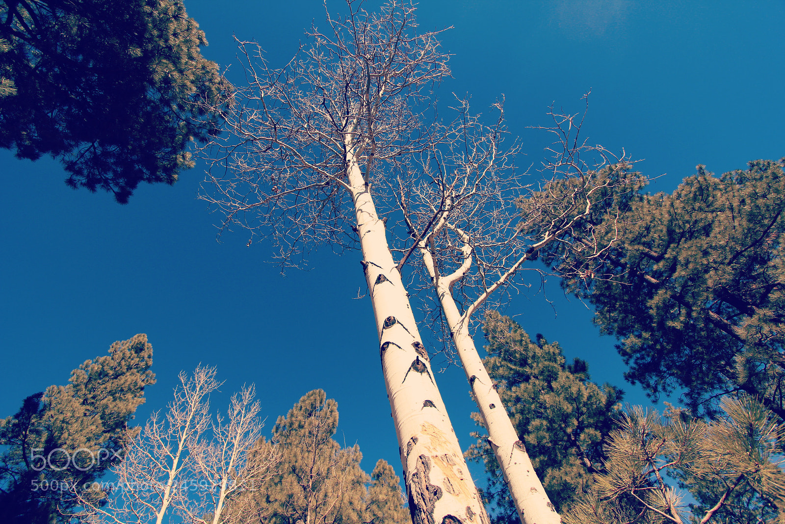 Canon EOS 550D (EOS Rebel T2i / EOS Kiss X4) sample photo. The tall tree. photography