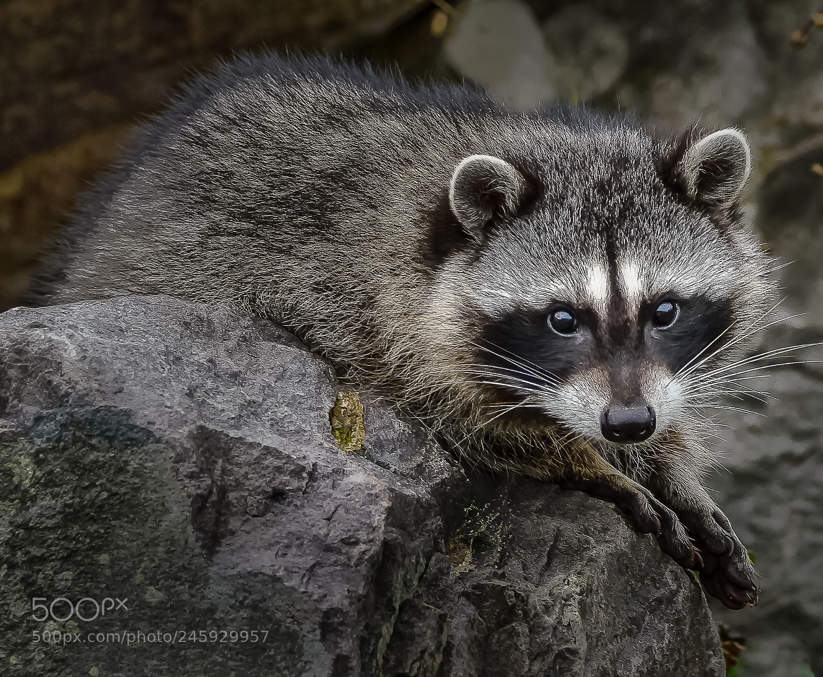 Nikon D610 sample photo. Raccoon photography