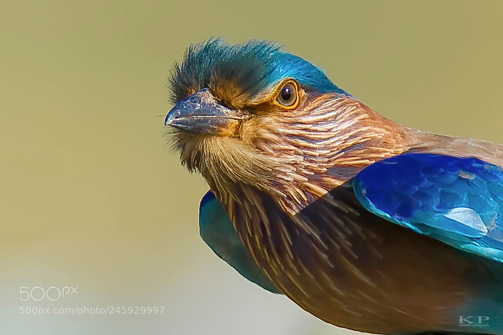 Nikon D7200 sample photo. Indian roller photography