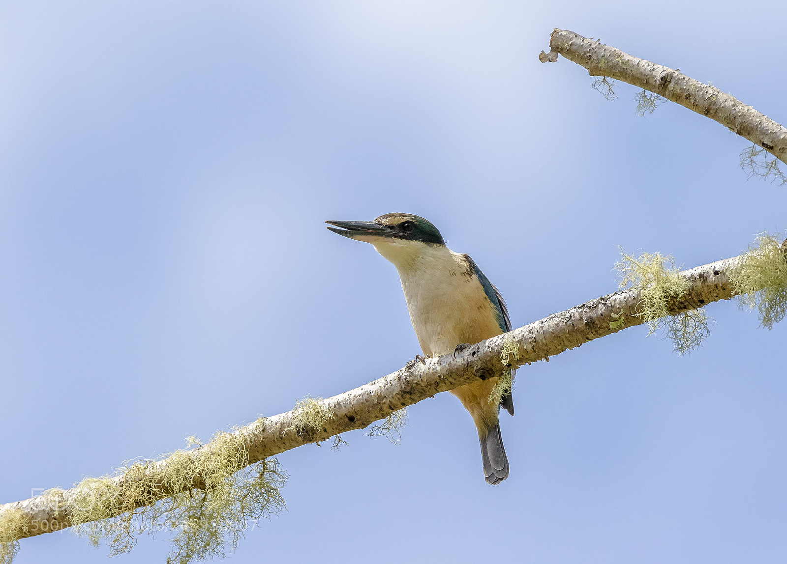 Canon EOS 7D Mark II sample photo. New zealand native kingfisher photography
