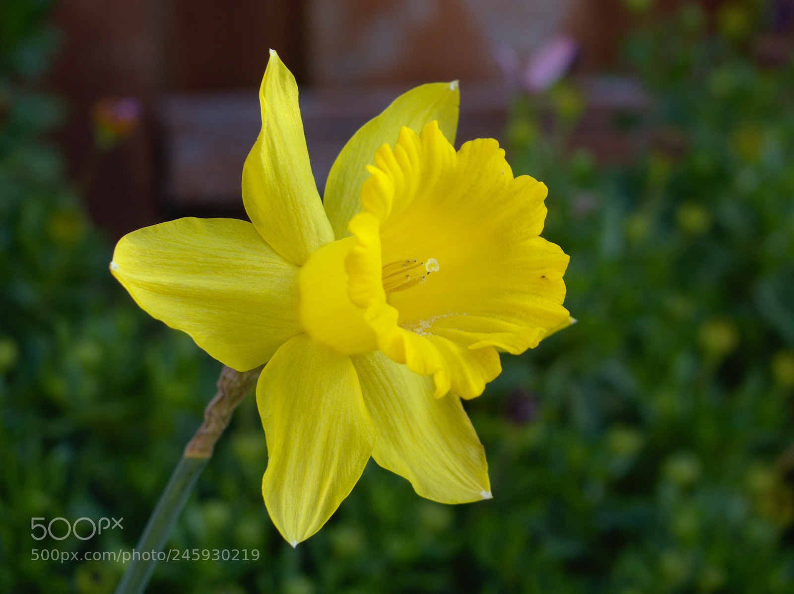 Olympus OM-D E-M10 II sample photo. Daffodil photography