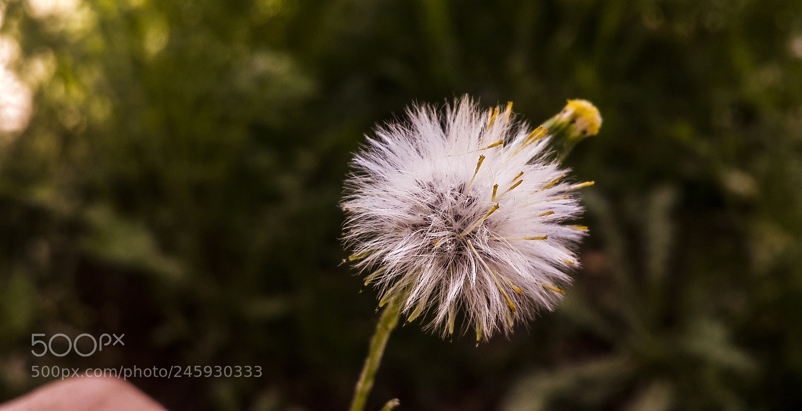 Samsung Galaxy S4 sample photo. Flower photography
