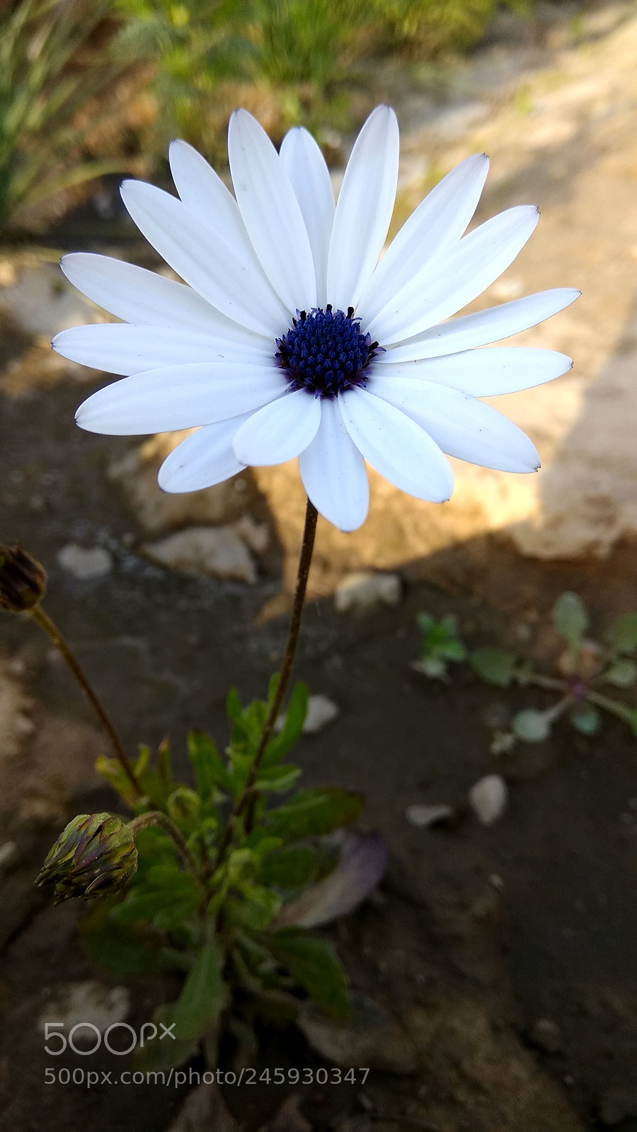 Xiaomi Redmi Note 4 sample photo. Untitled photography