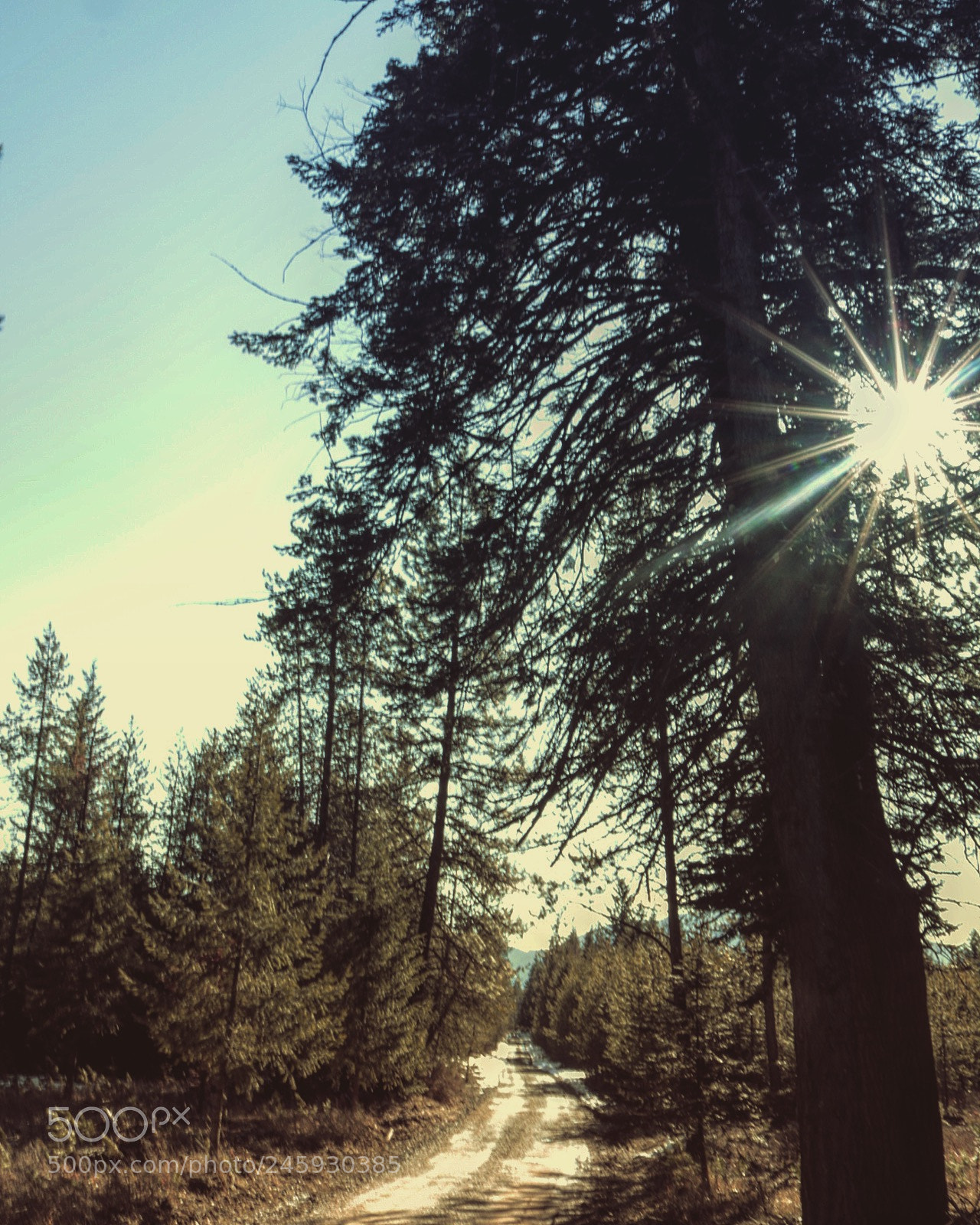 Canon EOS 750D (EOS Rebel T6i / EOS Kiss X8i) sample photo. Farragut state park, id photography