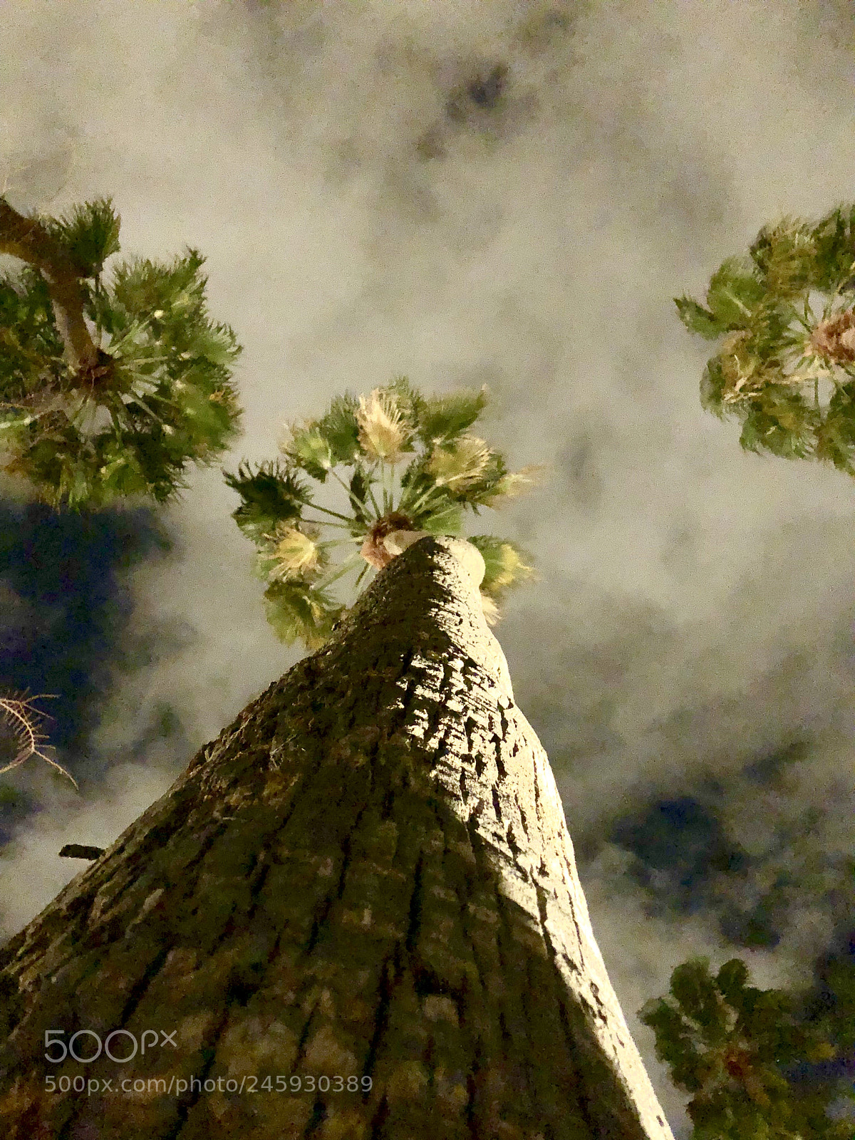 Apple iPhone 8 sample photo. Untitled photography