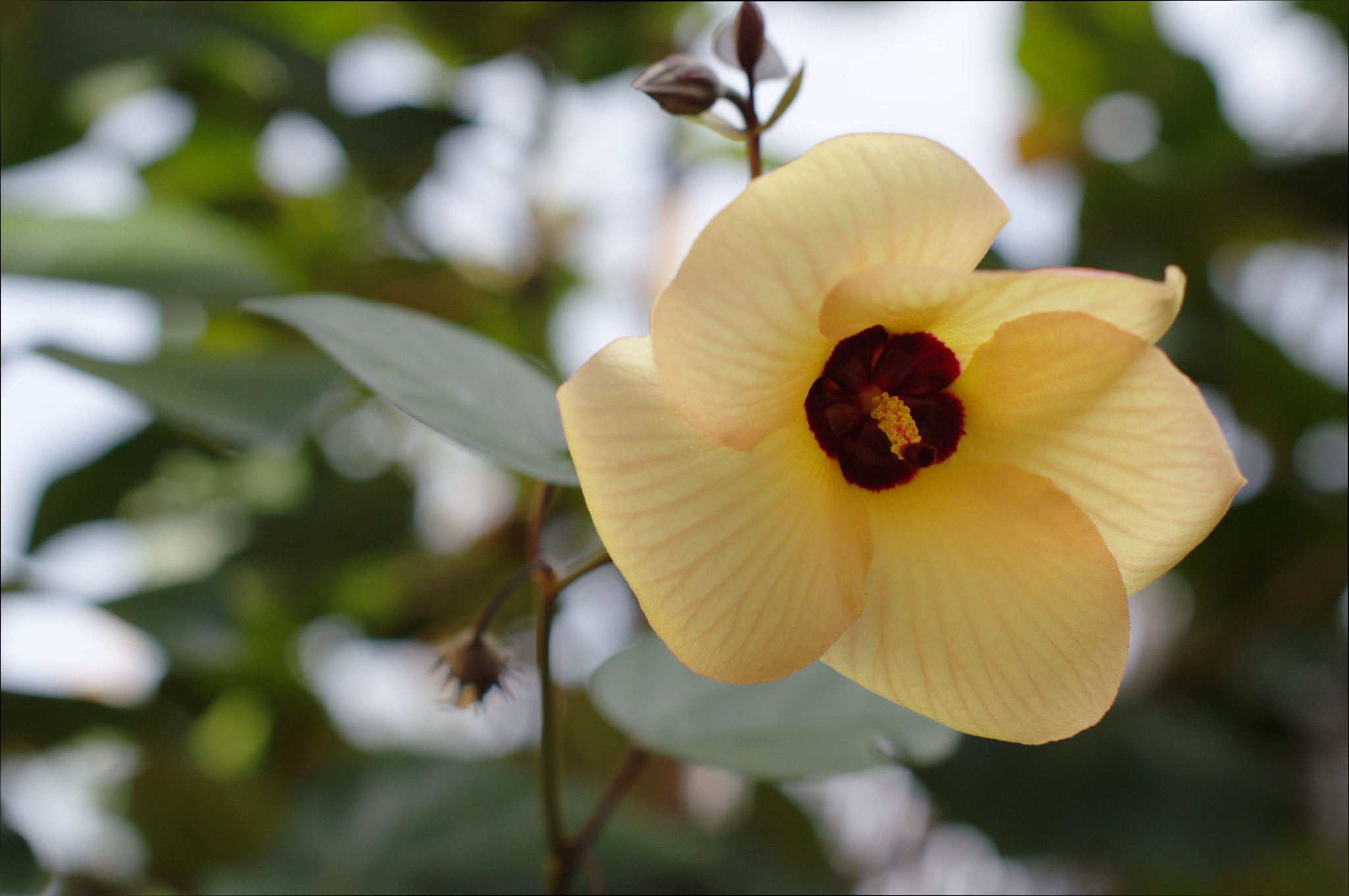 Nikon D3200 + Nikon AF-S Nikkor 50mm F1.4G sample photo. Sunflower like flower ;) photography