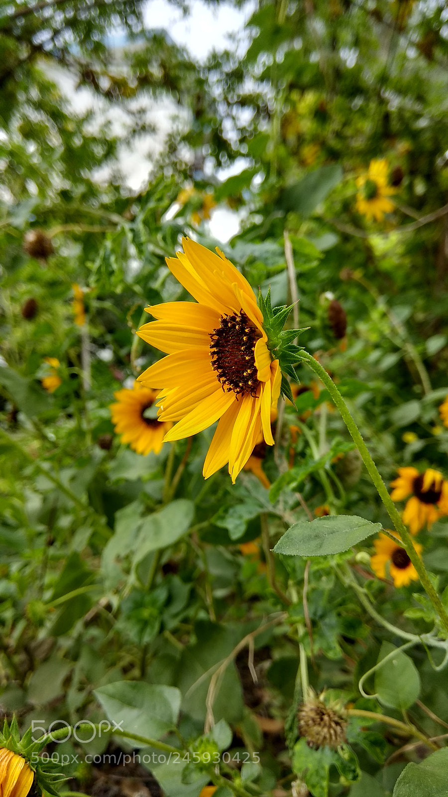 Xiaomi Redmi Note 4 sample photo. Untitled photography