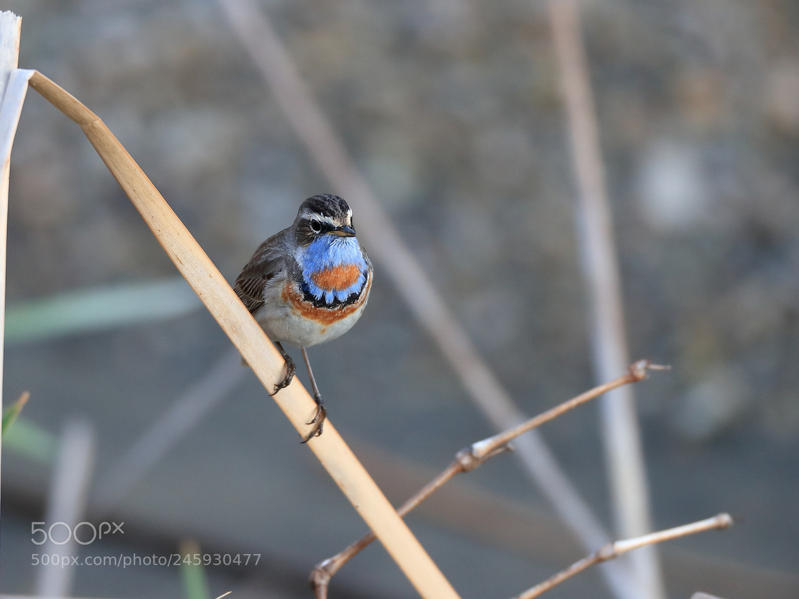 Canon EOS-1D X Mark II sample photo. オガワコマドリ bluethroat photography