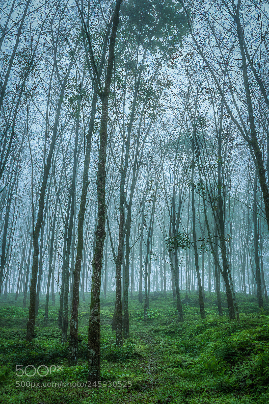 Nikon D7200 sample photo. In to the mist photography