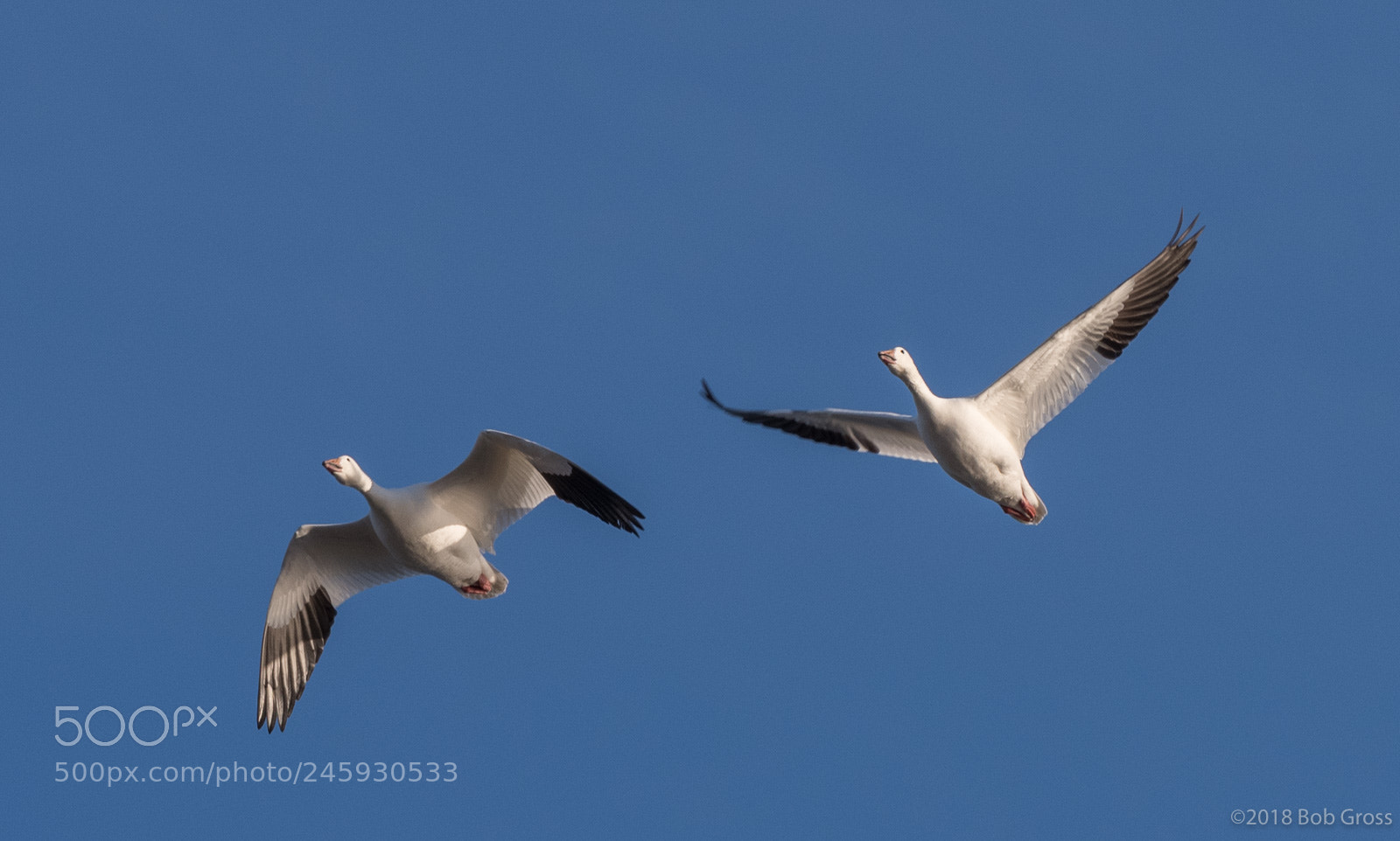 Pentax K-1 sample photo. Middlecreek snow geese migration photography