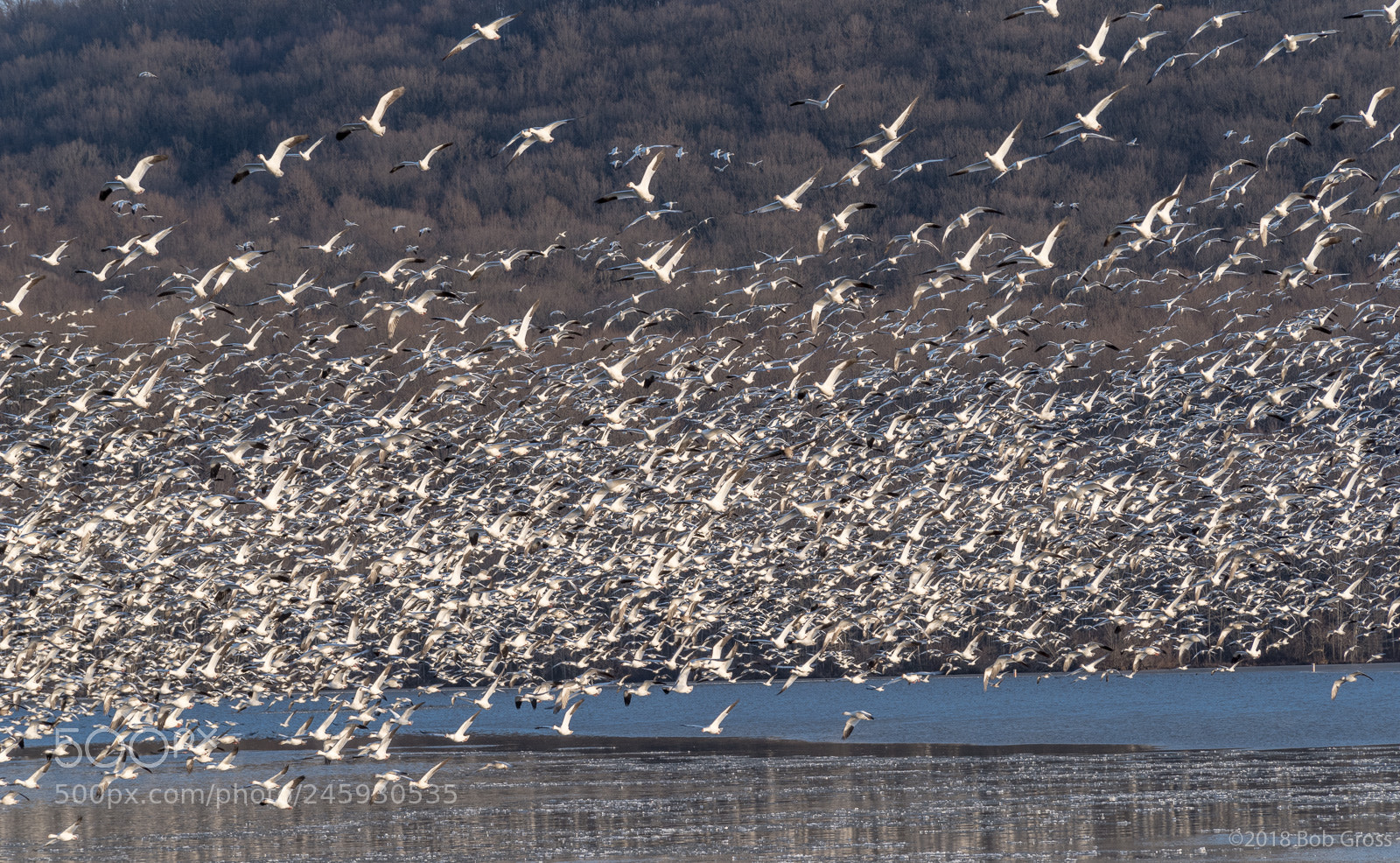 Pentax K-1 sample photo. Middlecreek snow geese migration photography