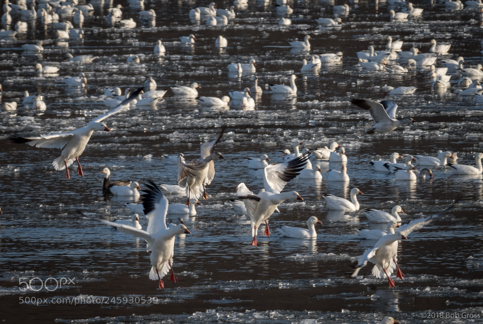 Pentax K-1 sample photo. Middlecreek snow geese migration photography