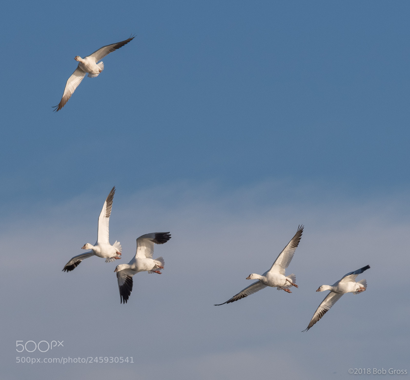 Pentax K-1 sample photo. Middlecreek snow geese migration photography