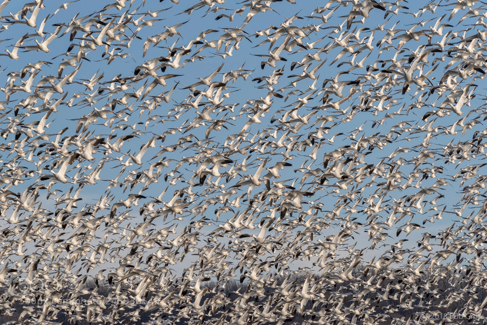 Pentax K-1 sample photo. Middlecreek snow geese migration photography