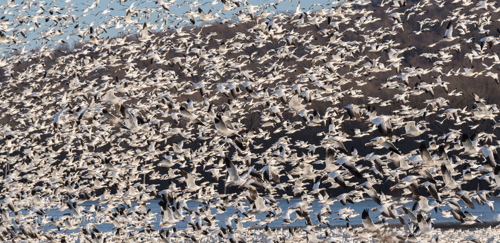 Pentax K-1 sample photo. Middlecreek snow geese migration photography