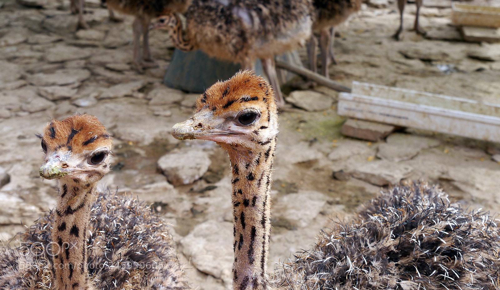 Panasonic Lumix DMC-G5 sample photo. Little ostrich oudtshoorn photography