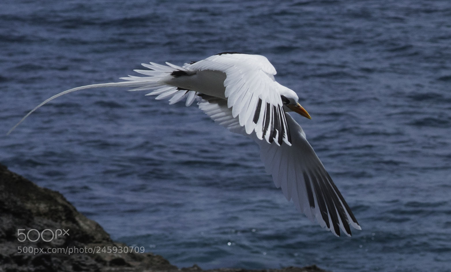 Nikon D810 sample photo. Flight maneuvers photography