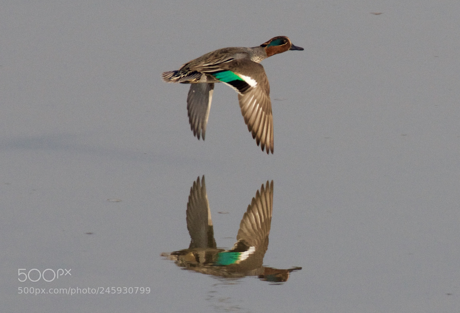 Nikon D500 sample photo. Duck photography