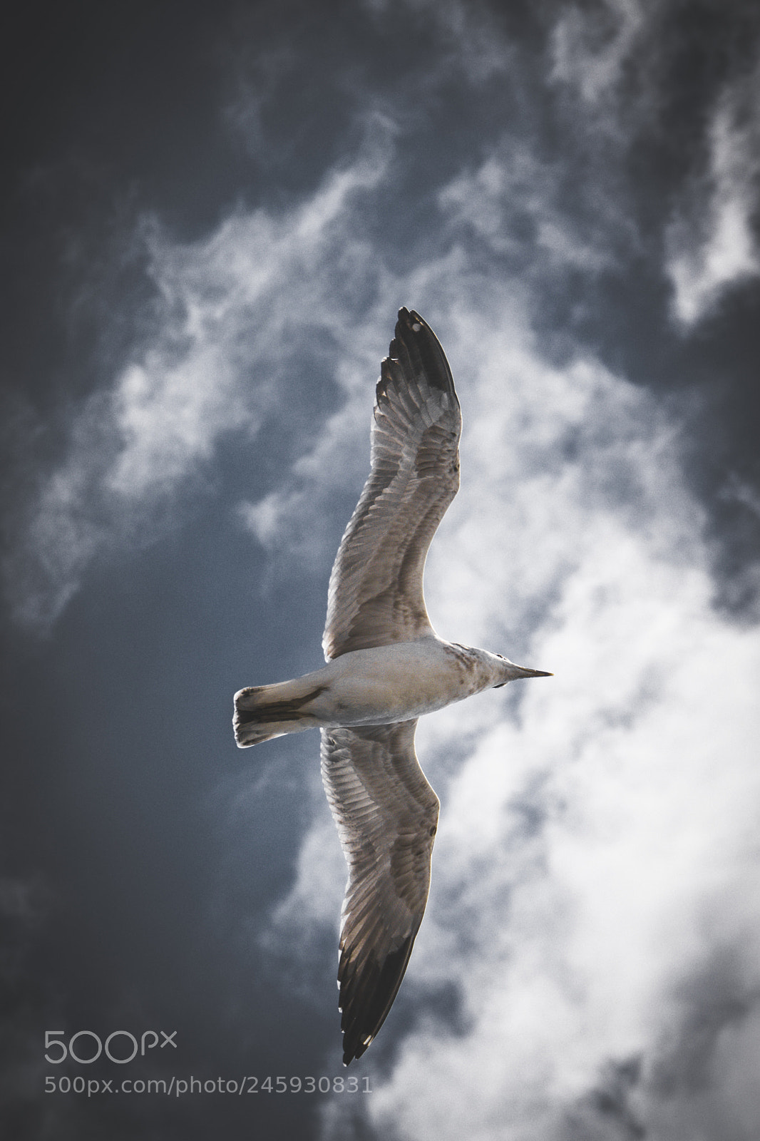 Nikon D7100 sample photo. Bird photography