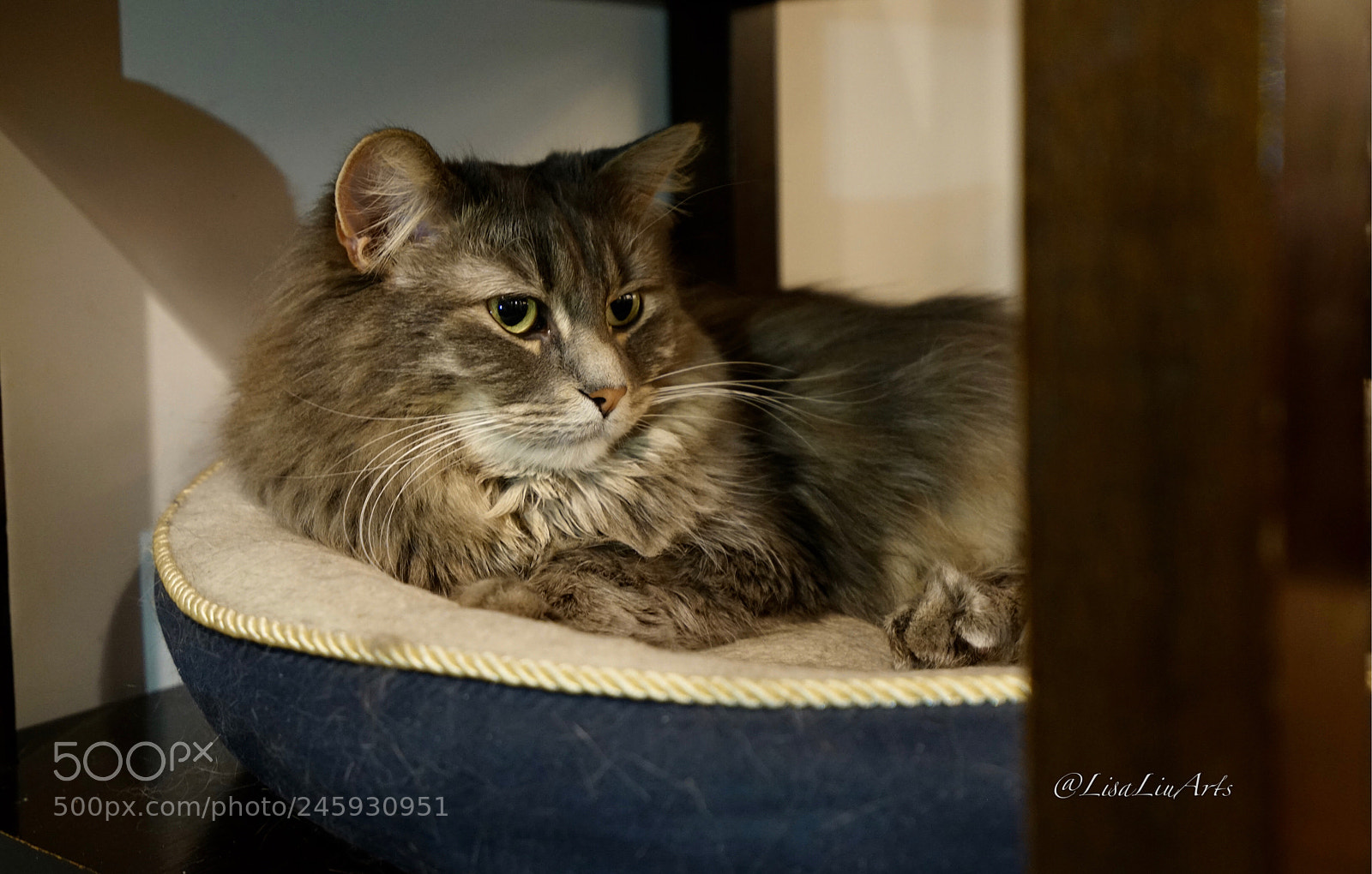 Sony a7R II sample photo. Cat from cat coffee photography