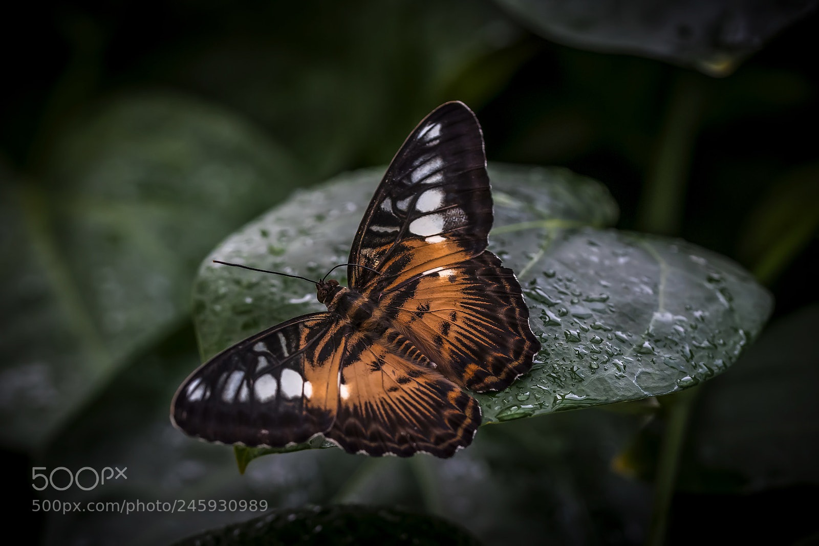Nikon D810 sample photo. Butterfly photography