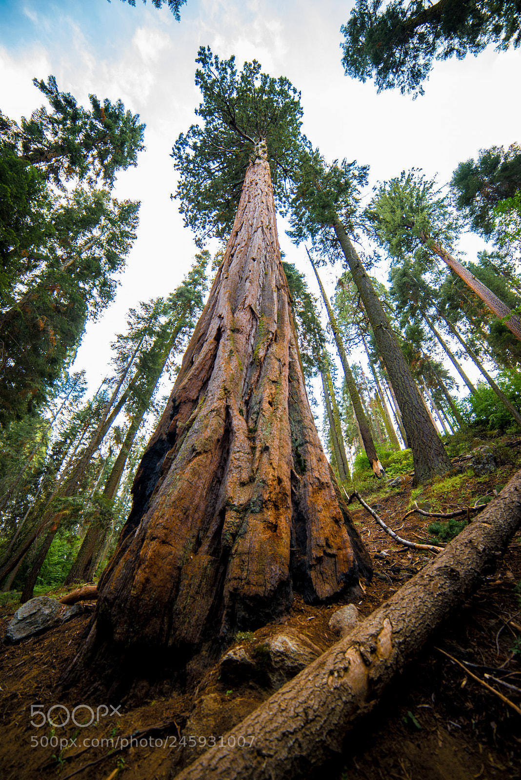 Nikon D610 sample photo. The giants photography