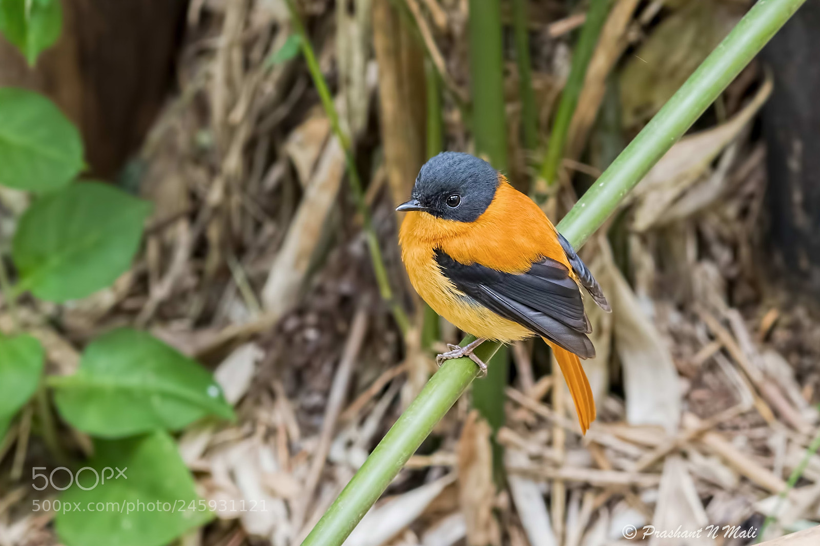 Canon EOS 7D Mark II sample photo. Black and orange photography