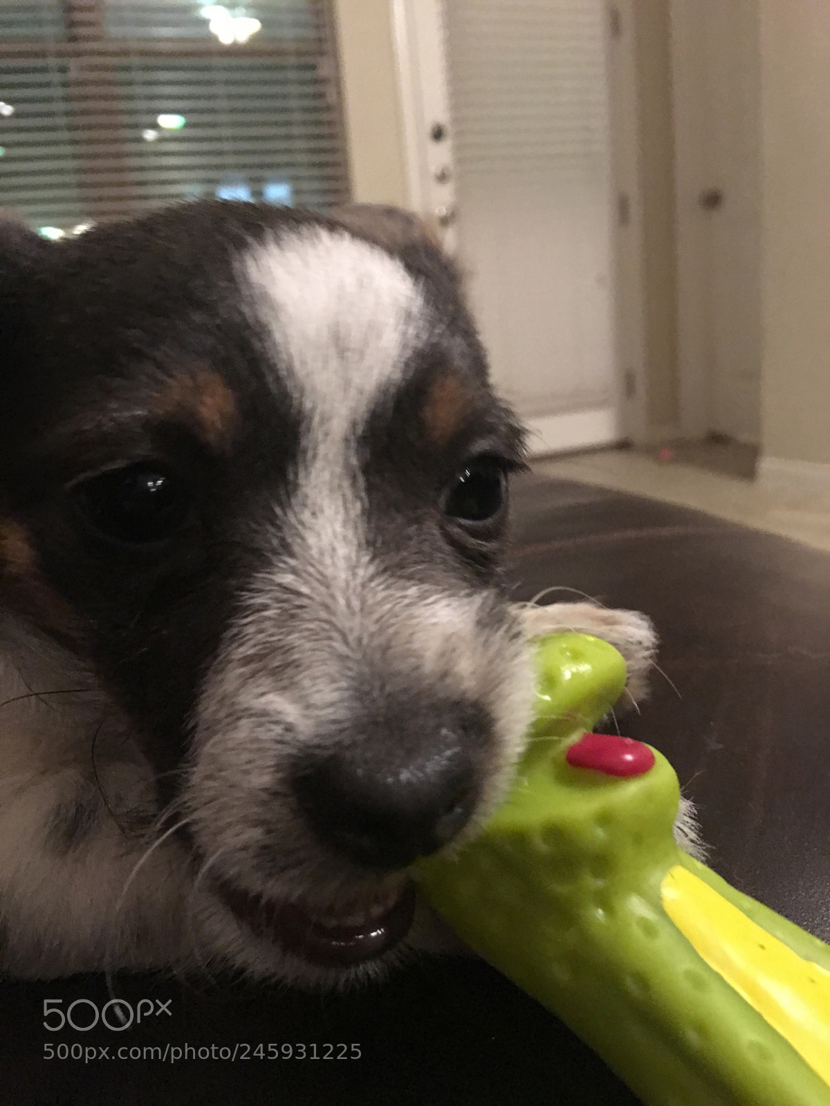 Apple iPhone 6s Plus sample photo. Daisy loves her toy ❤️ photography