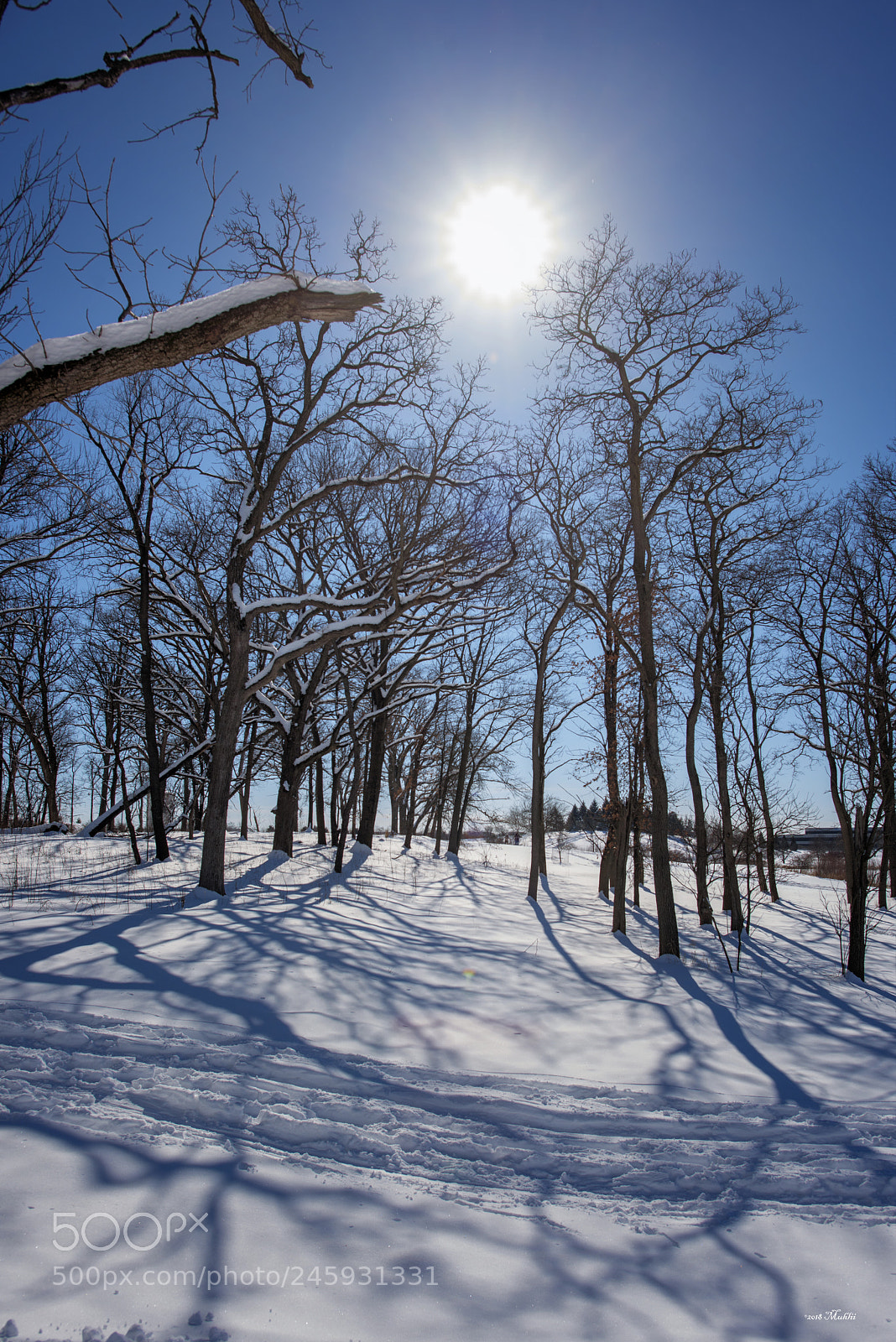 Nikon D810 sample photo. Morton arboretum, lisle il photography