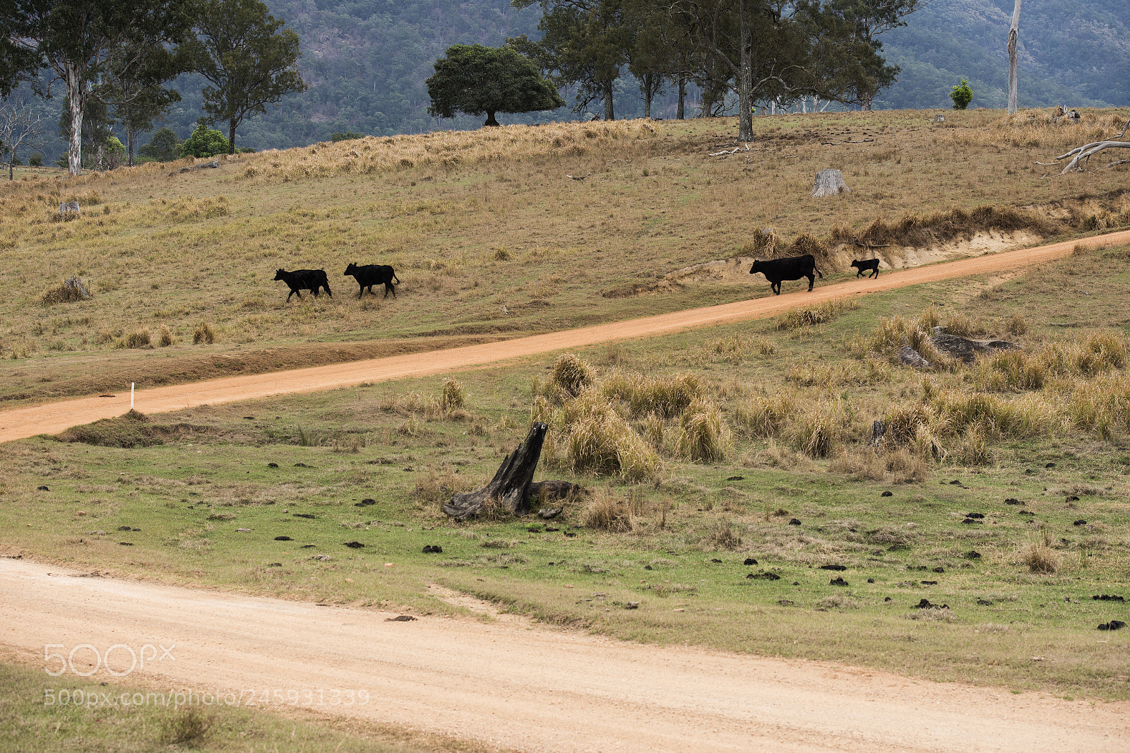 Nikon D800 sample photo. Australian cows photography