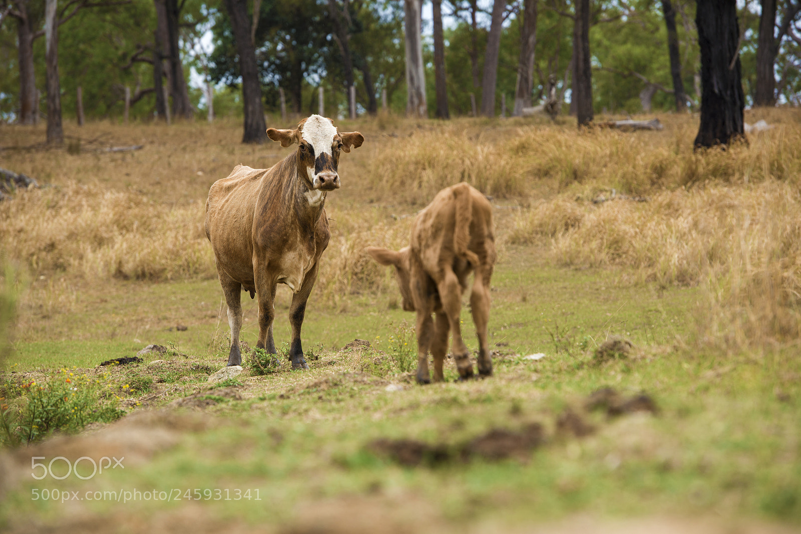 Nikon D800 sample photo. Australian cows photography