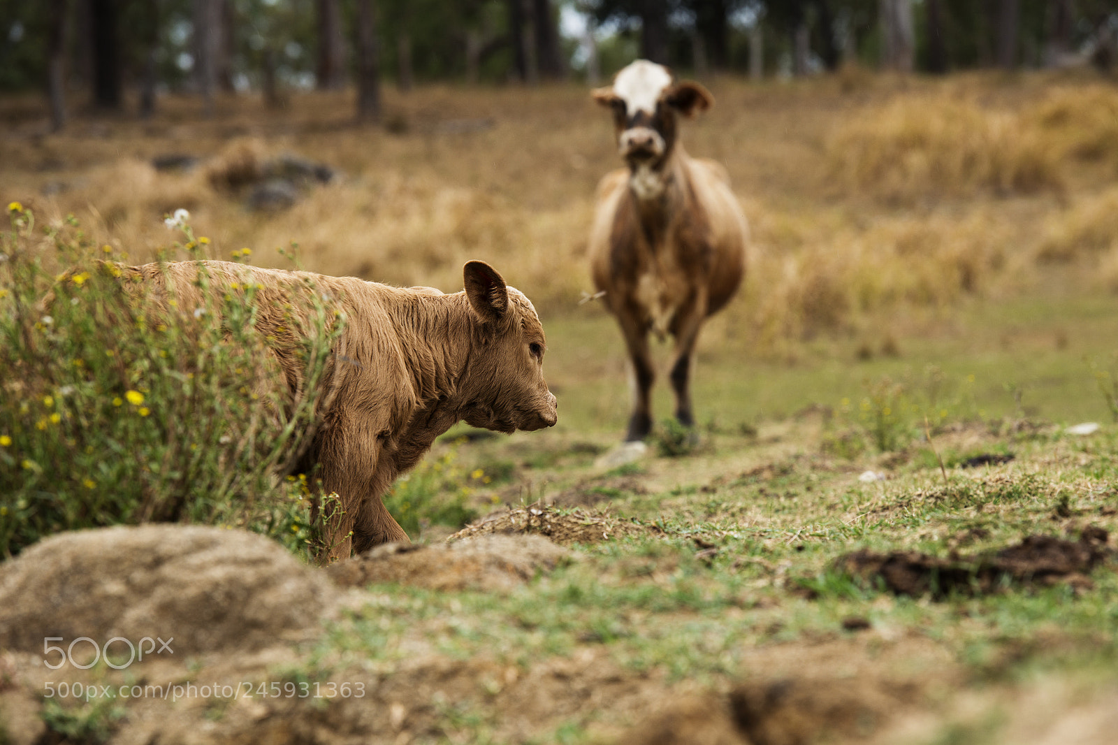 Nikon D800 sample photo. Australian cows photography