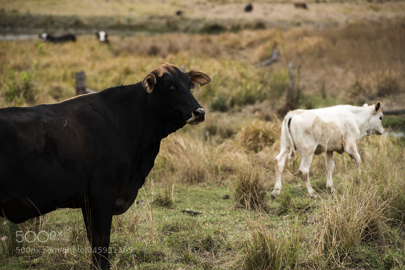 Nikon D800 sample photo. Australian cows photography