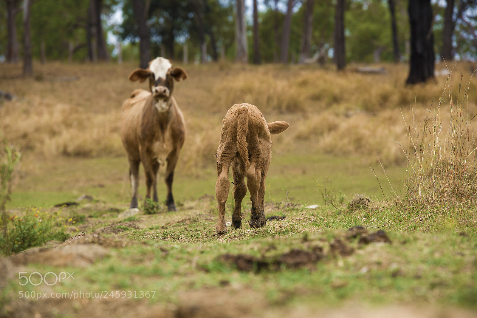 Nikon D800 sample photo. Australian cows photography