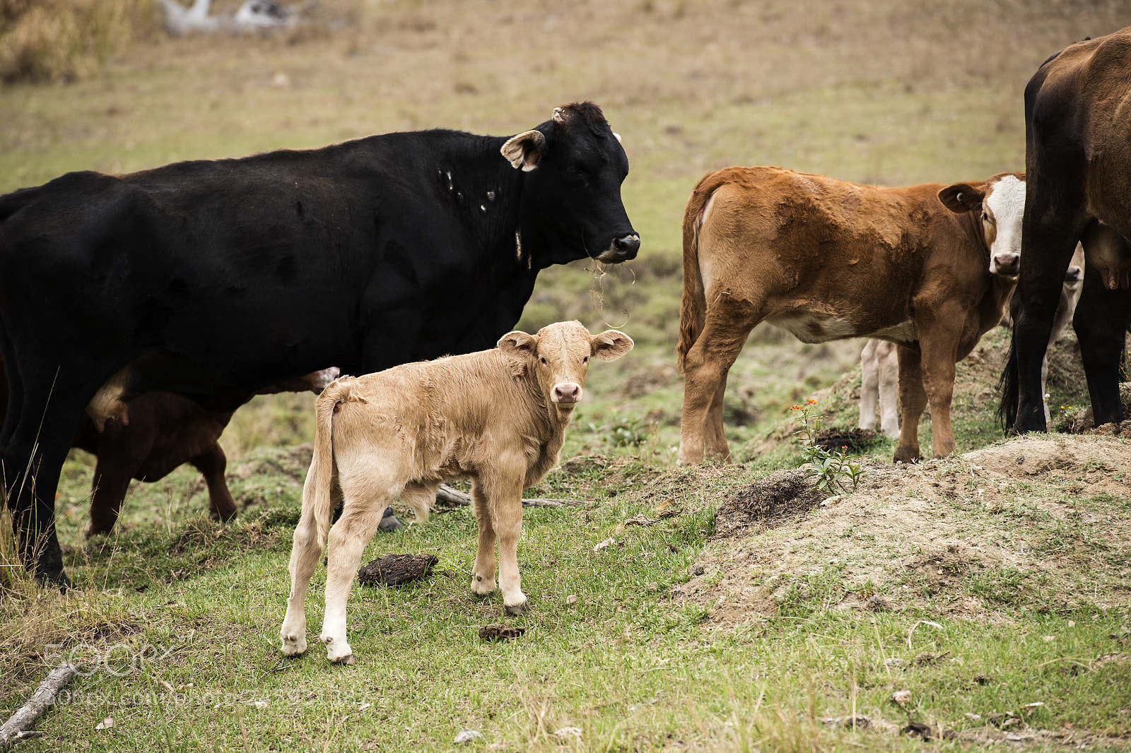 Nikon D800 sample photo. Australian cows photography