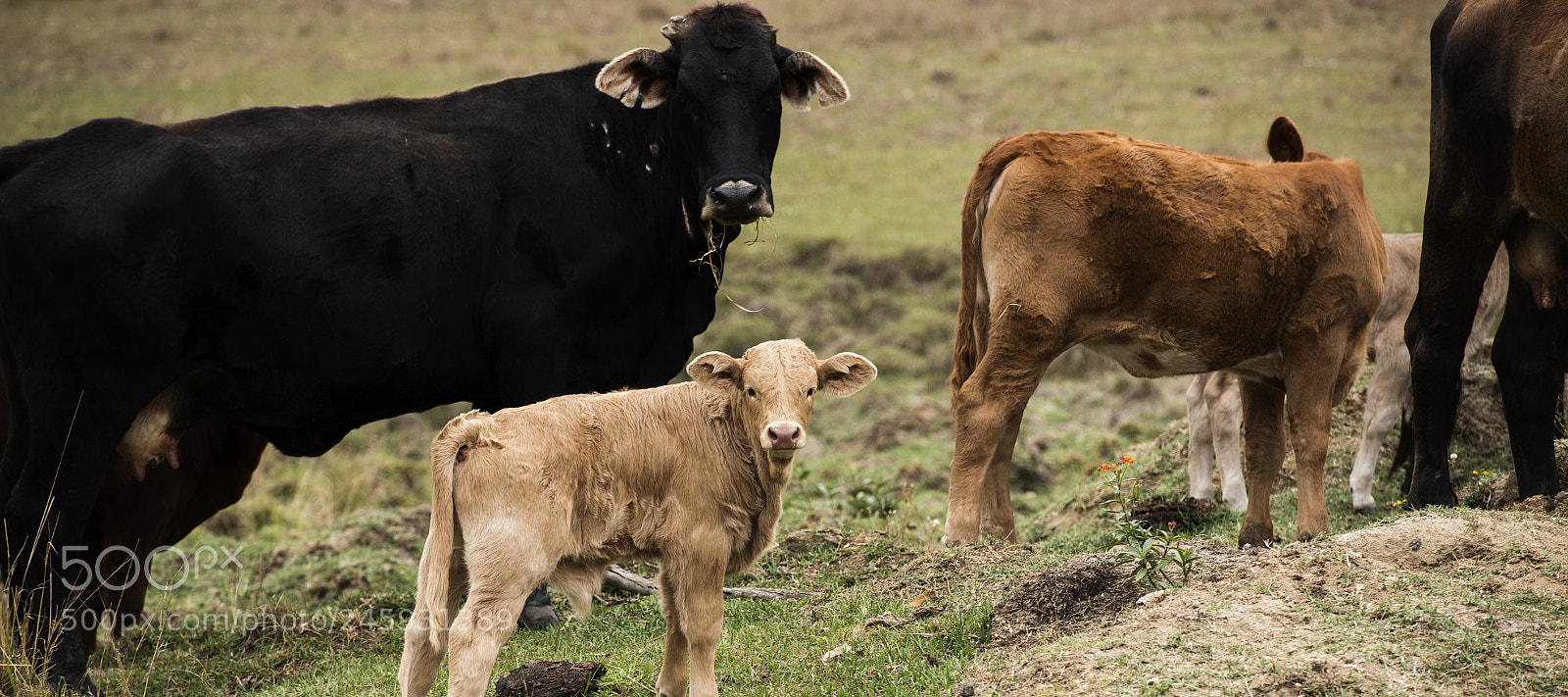 Nikon D800 sample photo. Australian cows photography